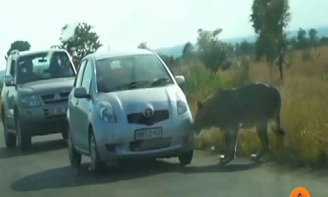 Sư tử cắn thủng lốp xe khiến ôtô mắc kẹt